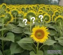 顺产7斤半宝宝一点也不疼！宝妈语出惊人：生孩子太爽了！